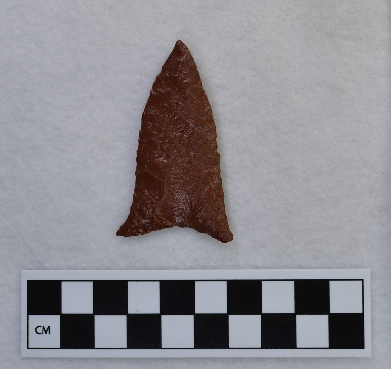 Triangular, flared ears, pressure basally thinned