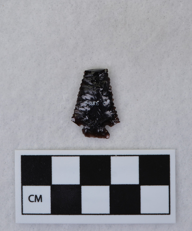 Serrated, tip and ears missing