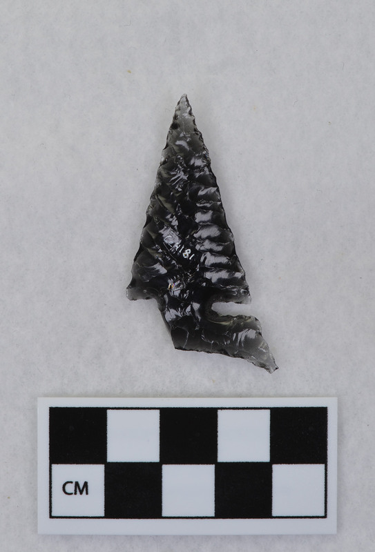 Side notched, one ear missing