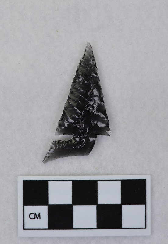 Side notched, one ear missing