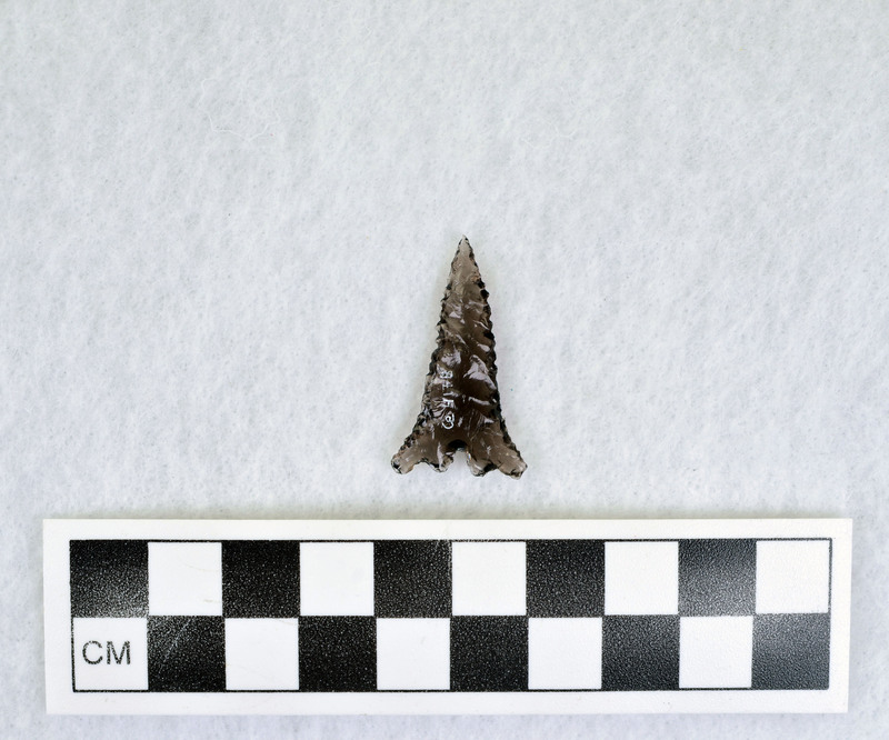 Serrated, basal indented