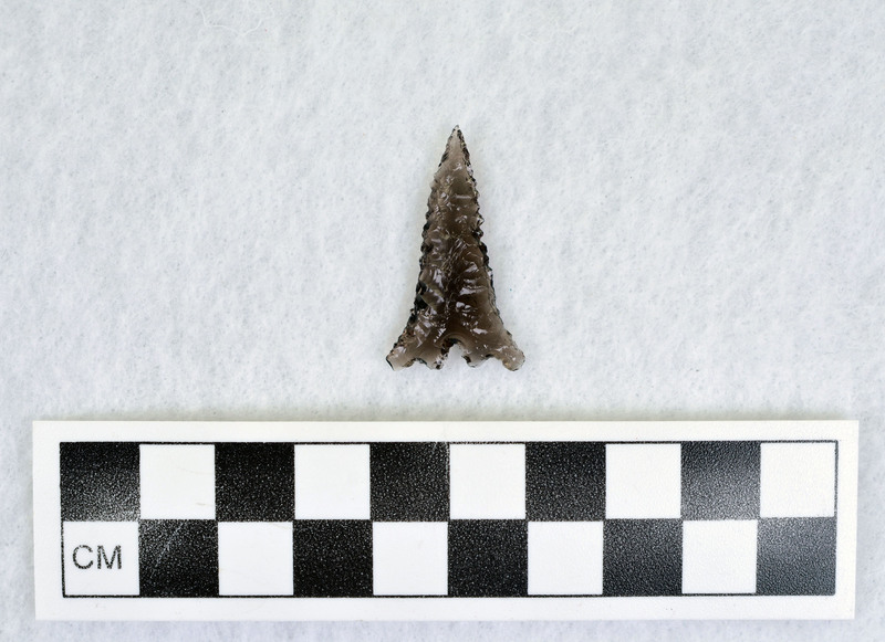 Serrated, basal indented