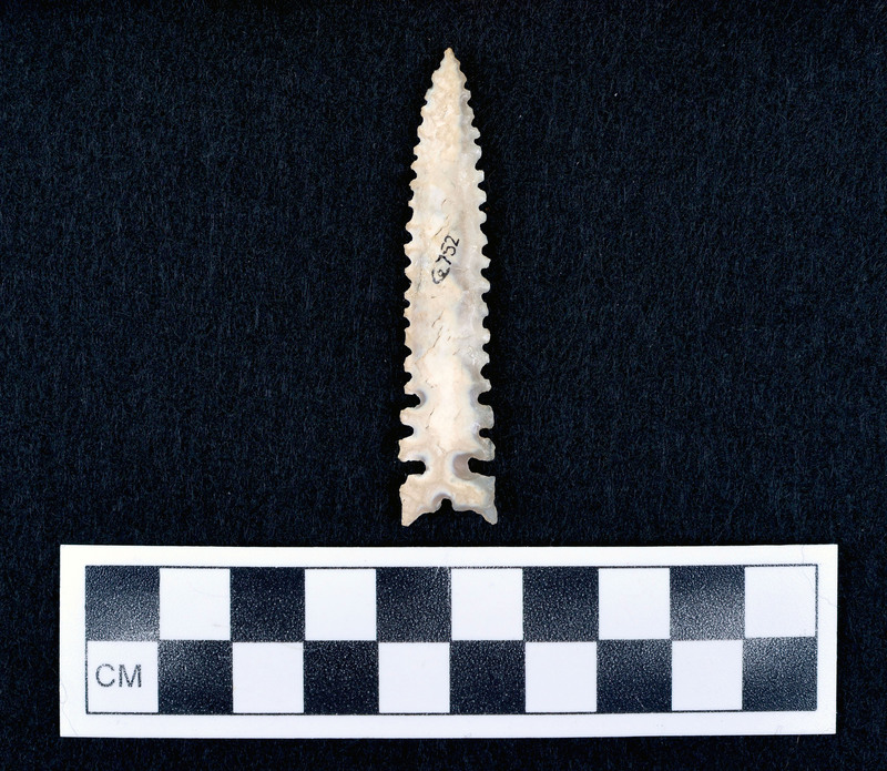 Serrated, basal notched