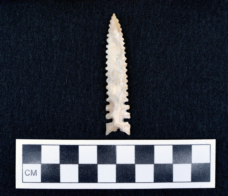 Serrated, basal notched