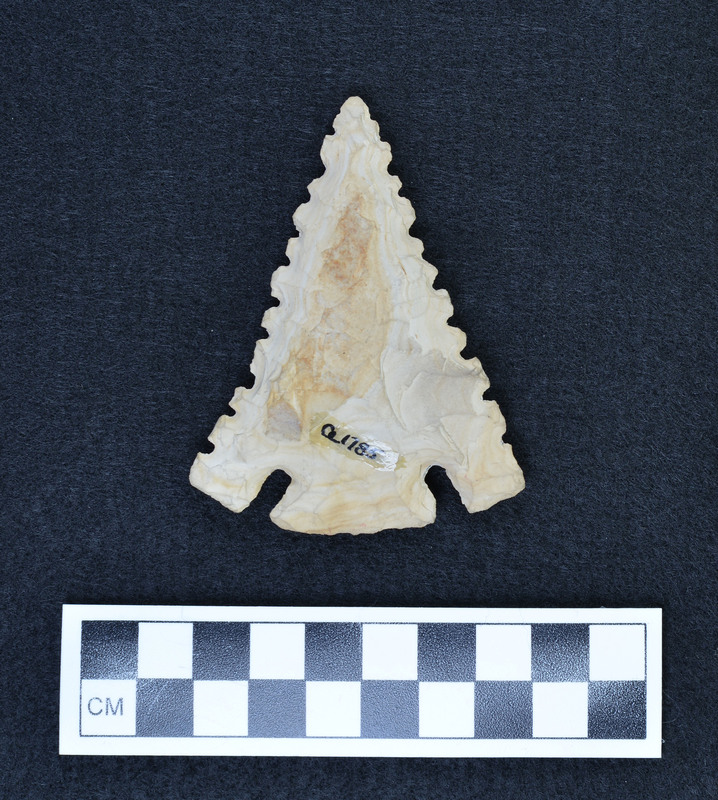 Large, basal notched, serrated