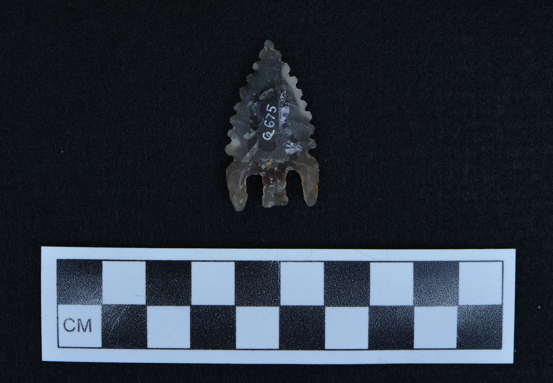 Basal notched, serrated