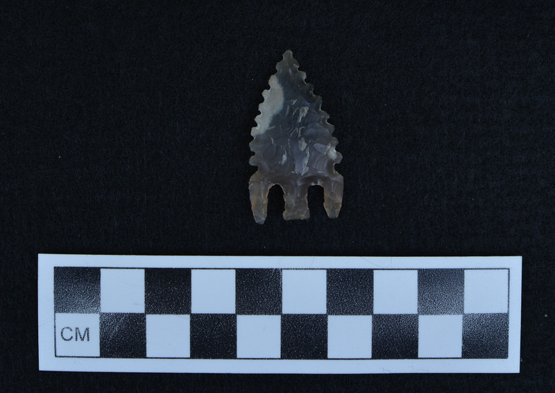 Basal notched, serrated