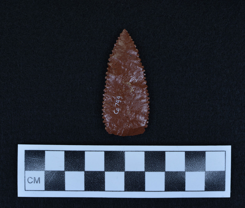 Serrated, lanceolate