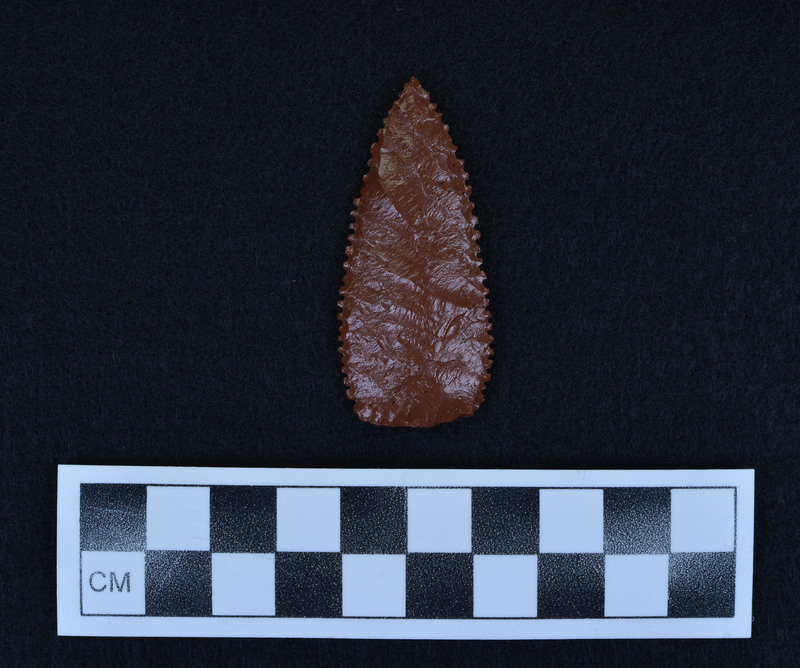 Serrated, lanceolate