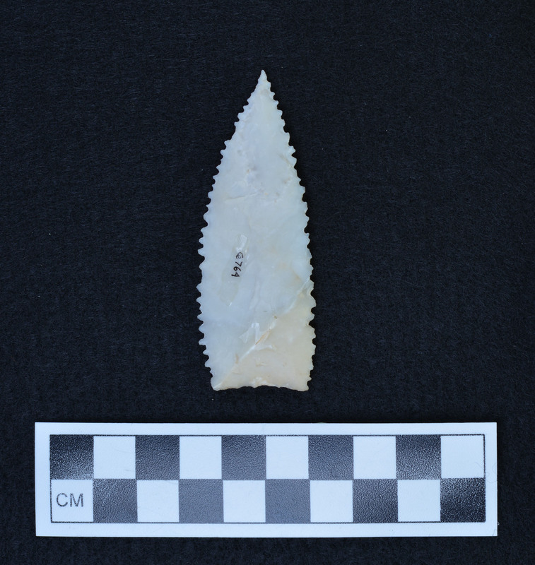 Serrated, lanceolate