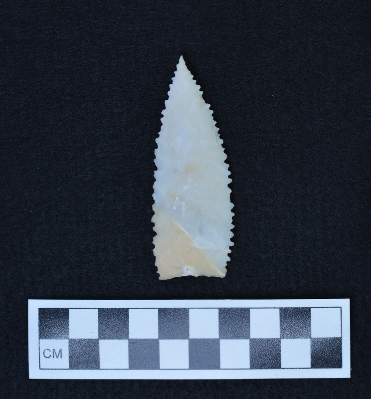 Serrated, lanceolate