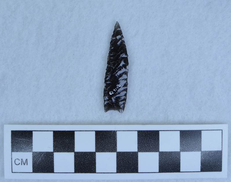 Lanceolate, indented base