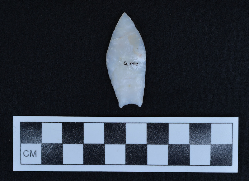 Lanceolate, basal thinned