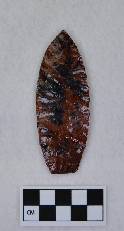 Lanceolate, light basal grinding