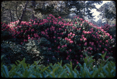 A photographic slide of a bush of vibrant flowers.