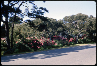 A photographic slide of a blurry patch of flowers on the side of a road.