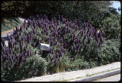 A photographic slide of a mailbox surrounded by a patch of tall flowers.
