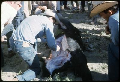 A photographic slide of a group of people watching a bear being skinned with obsidian tools.