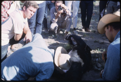A photographic slide of a group of people watching a bear being skinned with obsidian tools.