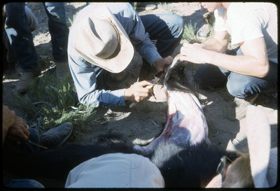 A photographic slide of a group of people watching a bear being skinned with obsidian tools.