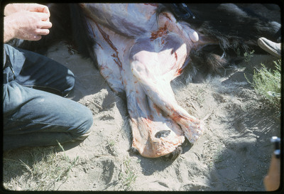A photographic slide of a group of people watching a bear being skinned with obsidian tools.