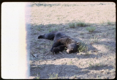 A photographic slide of a dead bear laying on the ground.