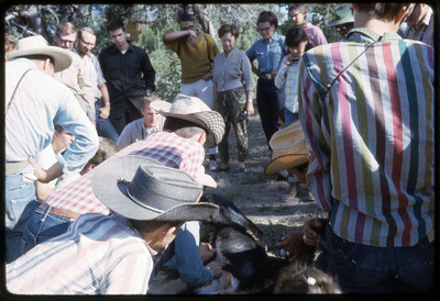 A photographic slide of a group of people watching a bear being skinned with obsidian tools.