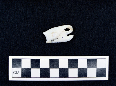 Ce.3513