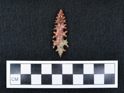 Ce.3523