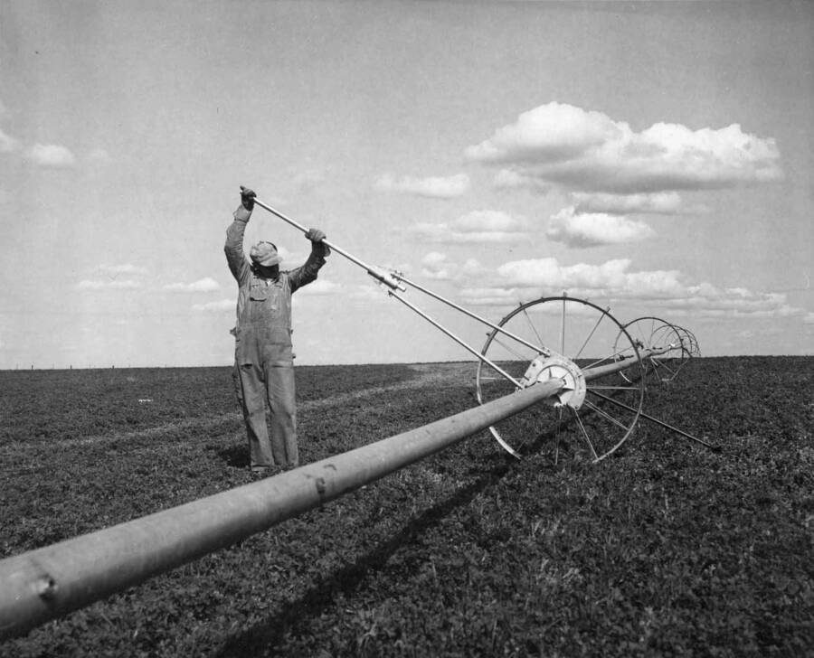 Columbia Basin Project, Irrigation Division. The operator of the Winchester development farm is shown moving a 4 inch wheel move sprinkler lateral through the use of a ratchet. The lateral is 720 feet in length and can be moved 60 feet in approximately 5 minutes. The wheels are spaced at 40 foot intervals. H.E. Foss, photographer.