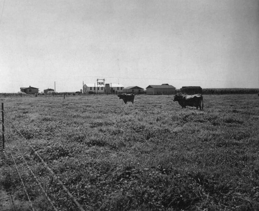 Dairy herd at Bureau's Moses Lake Development Farm. Herd is owned by Kenneth Hampton who holds lease for operating farm. In right, distance is field corn