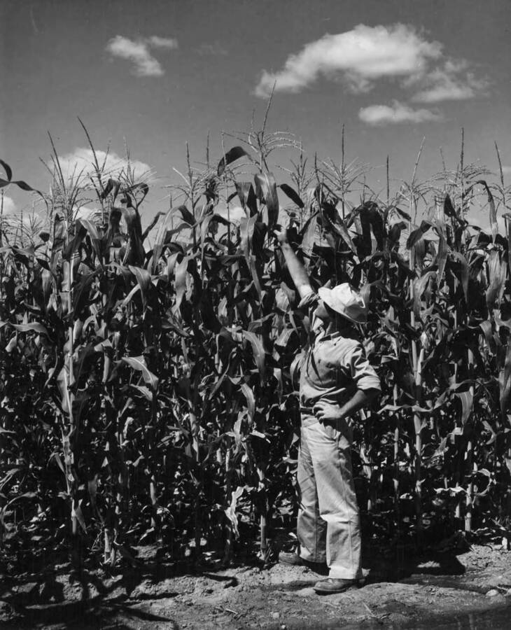 Columbia Basin Project, Irrigation Division. Corn crop at Moses Lake Predevelopment Farm. A.W. Bauman, photographer