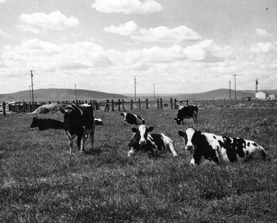Columbia Basin Project, Irrigation Division, Pasco Settlers. Typical pasture scene at the A.R. Thurman farm, Unit 27. Many settlers on the project are acquiring fine dairy herds. H. Foss, photographer