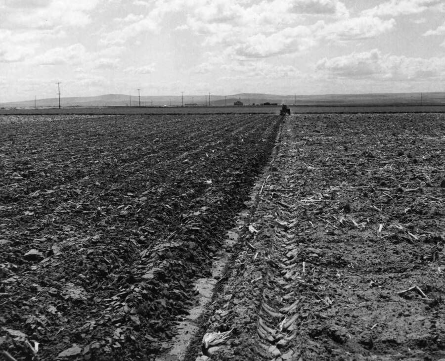 Columbia Basin Project, Irrigation Division, Pasco Settlers. Plowing scene on Unit 47, with an excellent stand of alfalfa in the background. Ken Marvin is doing the plowing, rents the farm from owner. H. Foss, photographer