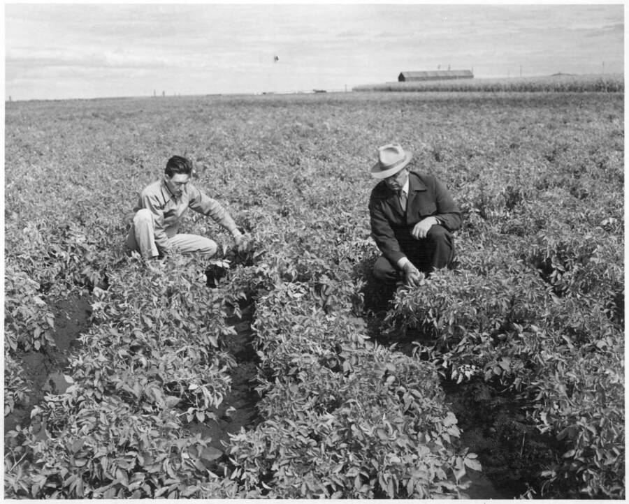 Columbia Basin Project, Irrigation Division. Moses Lake Development Farm 2 miles east of Moses Lake. Twelve hours after a 3/4 inch rain which fell between 5pm to 10pm September 16th, water was standing in alternate furrows in the low flat areas of the Netted Gem potato field. Eighteen days after the last irrigation, which gives indication of the slow rate of penetration in this field. This shows the effect of compaction by tractor wheels in rows with water-Art Bauman left and J.L. Toevs right. H. Foss, cameraman. Taken for Land Development Section