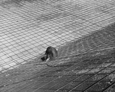 West Canal, Specs. 1286, Winston-Utah Co. Welder finishing joints on reinforcing steel. Photo by F.B. Pomeroy.