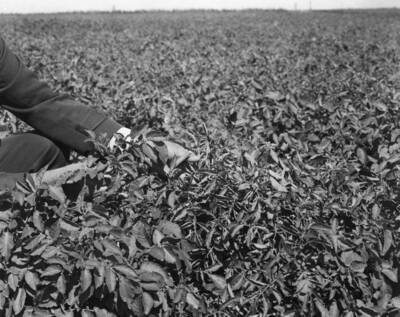 Columbia Basin Project, Irrigation Division. Picture of diseased potato plant in potato field on Moses Lake Development Farm 2 miles east of Moses Lake. The disease is commonly referred to as Leaf Roll. The rolling of the leaves is often accompanied by a purple coloring of the stems, veins of the leaves, and the edges of the small terminal leaves. Under certain conditions this disease may spread very rapidly. No satisfactory control measures have been found. Potatoes in this field were planted June 27th. H. Foss, cameraman. Taken for Land Development Section