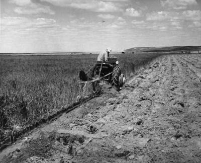 Columbia Basin Project, Irrigation Division, Pasco Settlers. Ken Marvin, Unit 47, plows under a field of rye for green manure. The rye was planted last fall as a nurse crop only, and surprised him by growing beyond all expectations