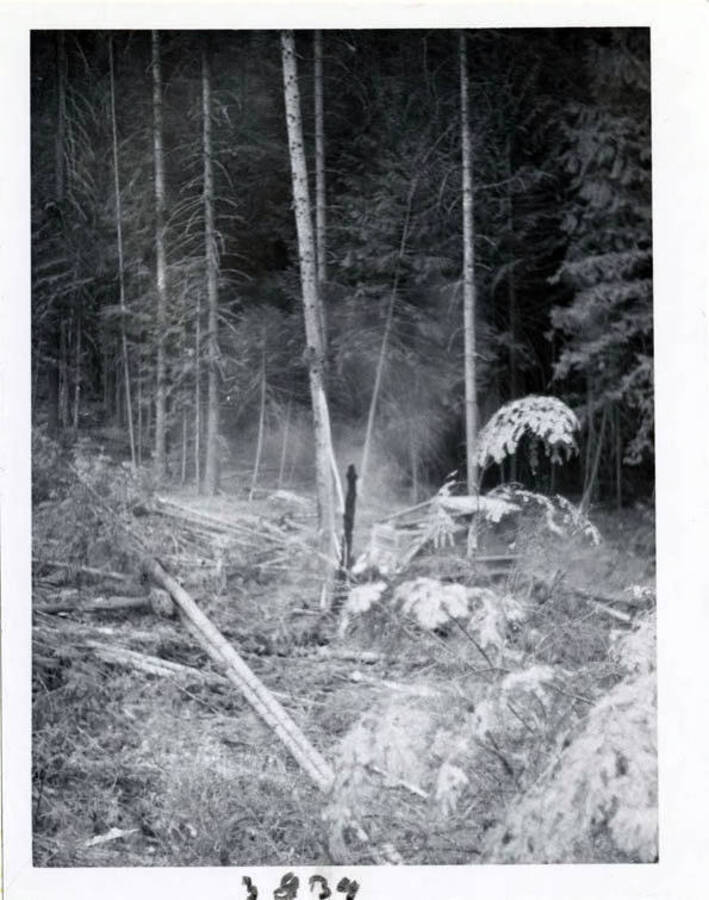 Photograph of land clearing.