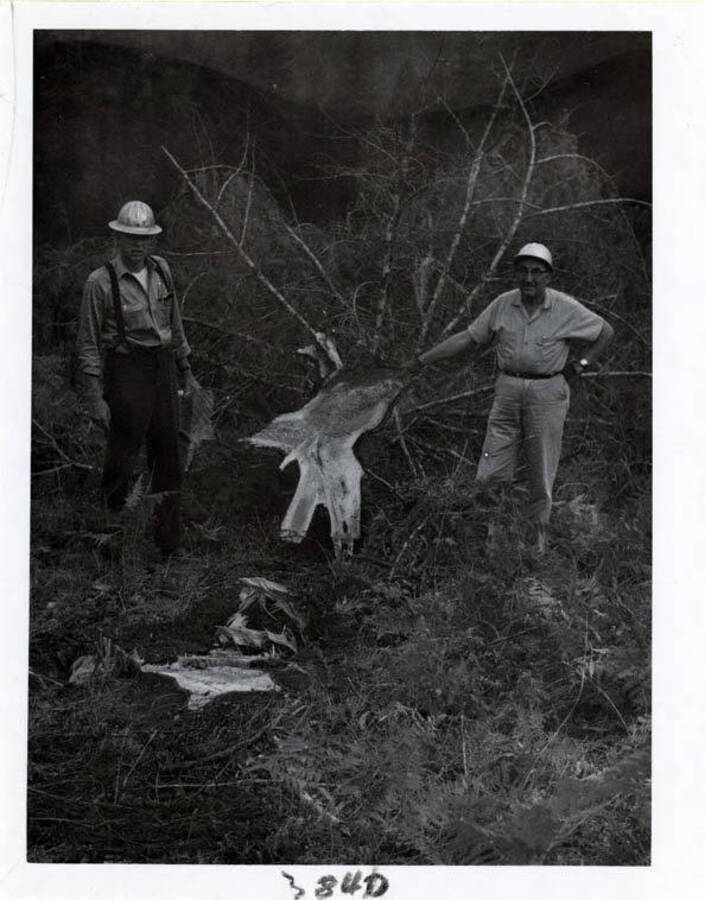 Photograph showing Milton O Koppang and Ralph Space look st tree cut at ground level in land clearing project.