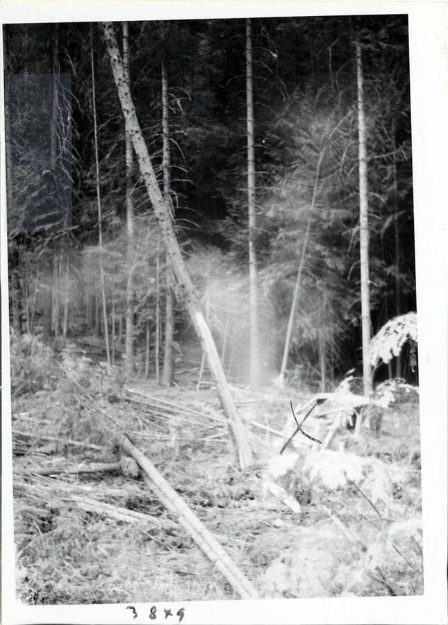 Photograph showing land clearing.  Note dozer pushing trees over.