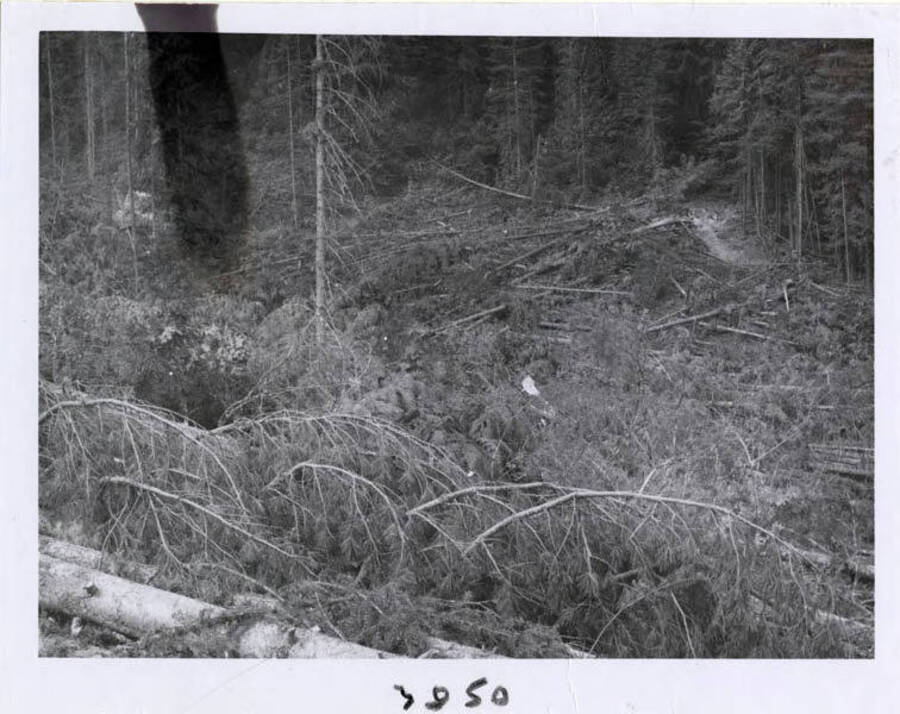Photograph showing land clearing.