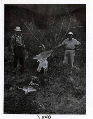 Dworshak Dam Project 155 (land clearing project)