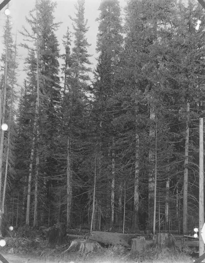From Rockwell's report of 1912 describing the establishment of Priest River Experimental Station.  No registration #; first of four photos; title plate reads: "The western white pine type at the Priest River Experiment Station.  An overmature stand 225 years old in Benton Creek Bottom, consisting of western white pine, western larch, western red cedar, and hemlock."