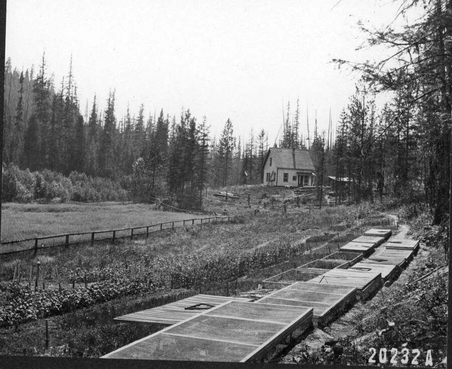 Meadow Nursery at PRES. August, 1914. Office/lab in background.