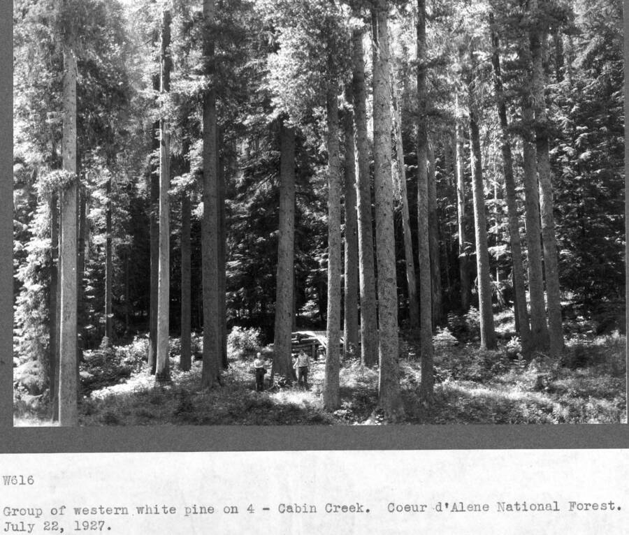 Group of western white pine on 4-Cabin Creek [Burnt Cabin Creek]. Coeur d'Alene National Forest. July 22, 1927.