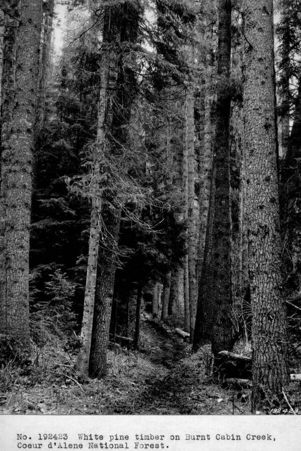 White pine stand at Burnt Cabin Creek, Coeur d'Alene National Forest.
