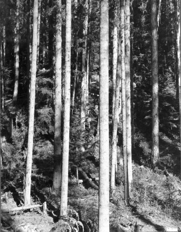 White pine timber on Burnt Cabin Creek sale. Coeur d'Alene NF 1924. Photo record puts year at 1931.