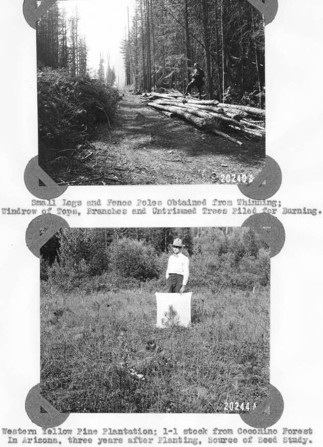 20240A ="Small Logs and Fence Poles Obtained from Thinning; Windrow of Tops, Branches and untrimmed Trees Piled for Burning."  20244A ="Western Yellow Pine Plantation; 1-1 stock from Coconino Forest in Arizona, three years after Planting, Source of Seed Study."