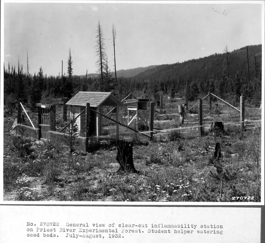 General view of clear-cut inflammability station on Priest River Experimental Forest. Student helper watering seed beds. July-August, 1932. Chuck Wellner pictured.